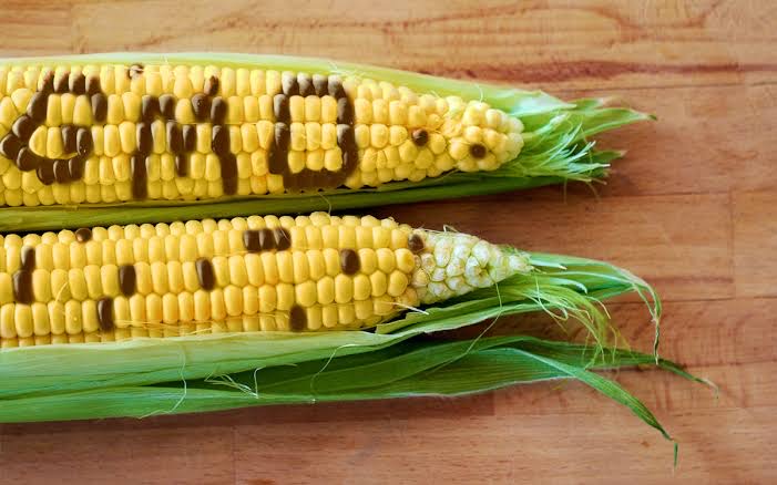 Experts urge FG to ban GMOs to secure Nigeria’s food heritage, sovereignty