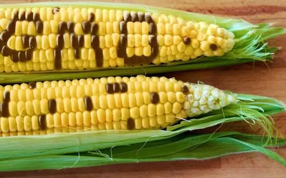 Experts seek 20 years moratorium for approval and release of GMOs