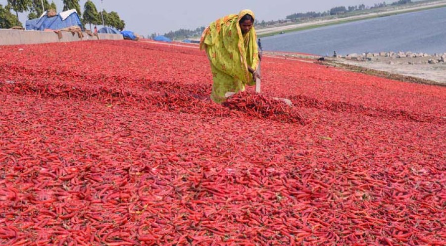 Bogra_Chilli