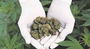 Canada Passes Bill To Legalize Recreational Marijuana Use