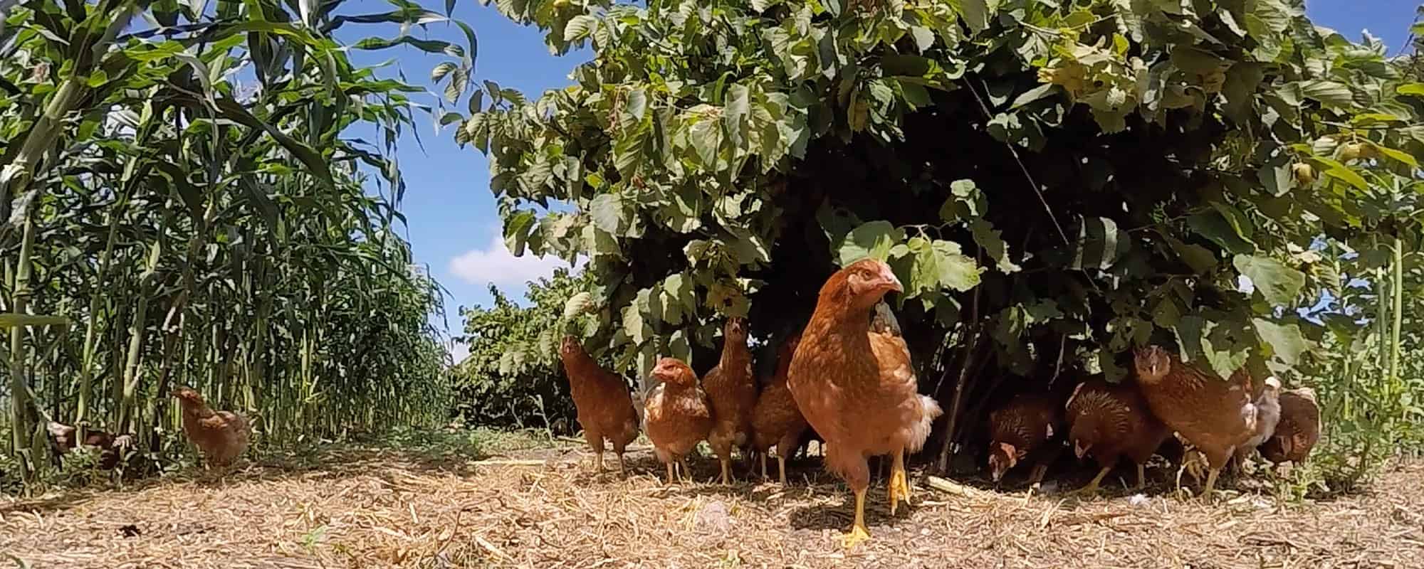The Chicken and the Egg of Economic Opportunity for Immigrants in the ...