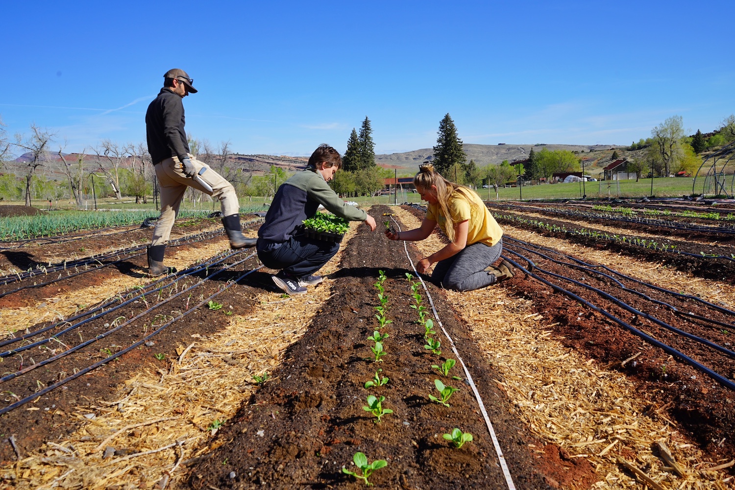 In Wyoming’s Historic ‘Apple City,’ Local Food Scene Puts Down New Roots