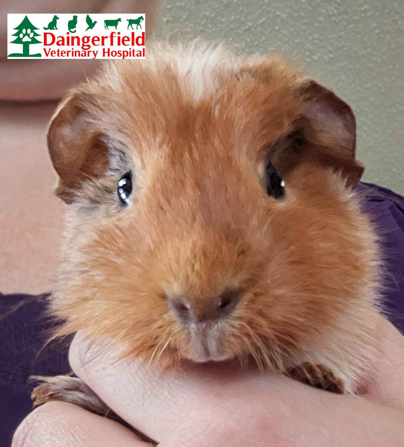Guinea Pig logo comp