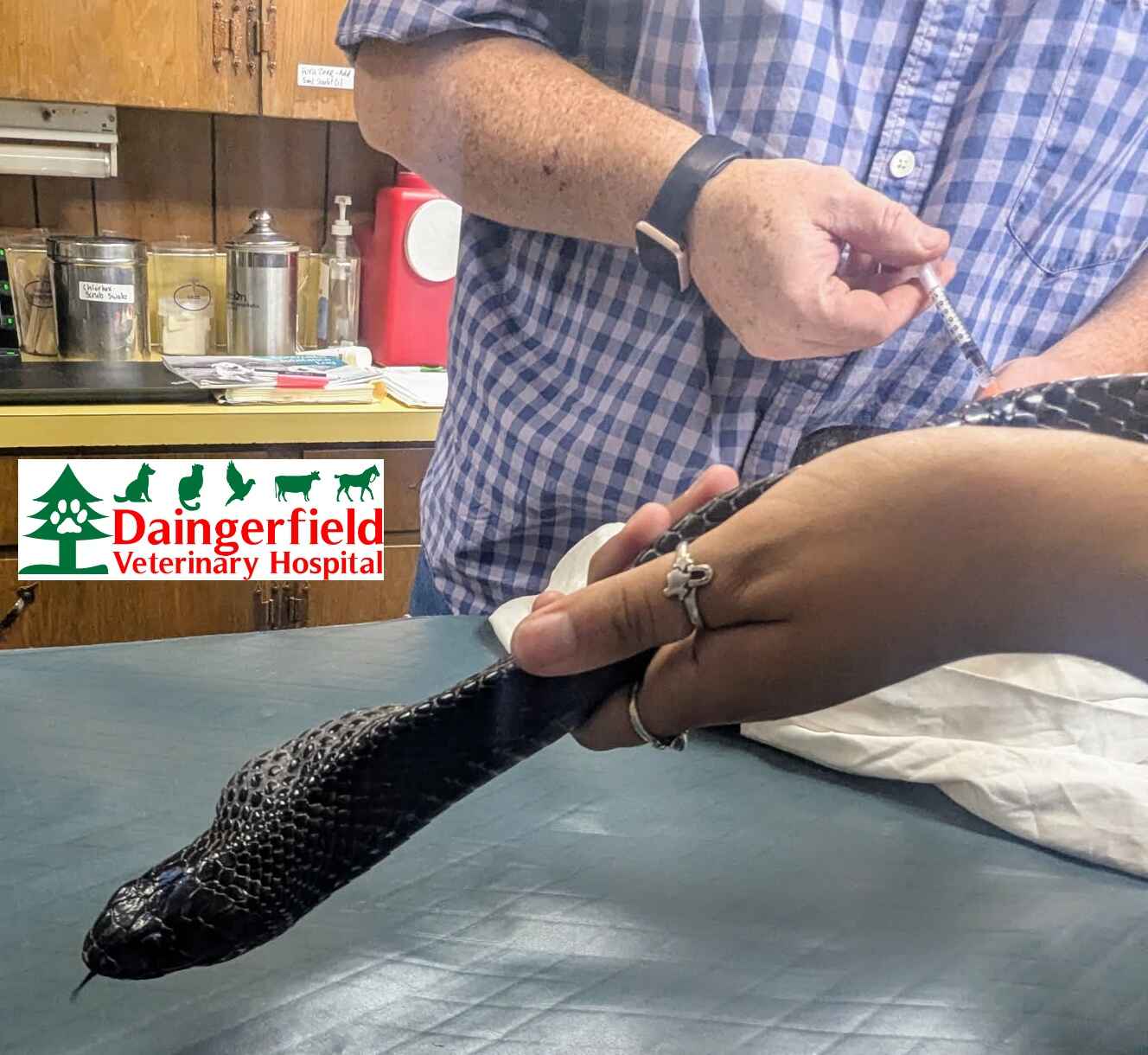 Snake With Lump crop logo comp