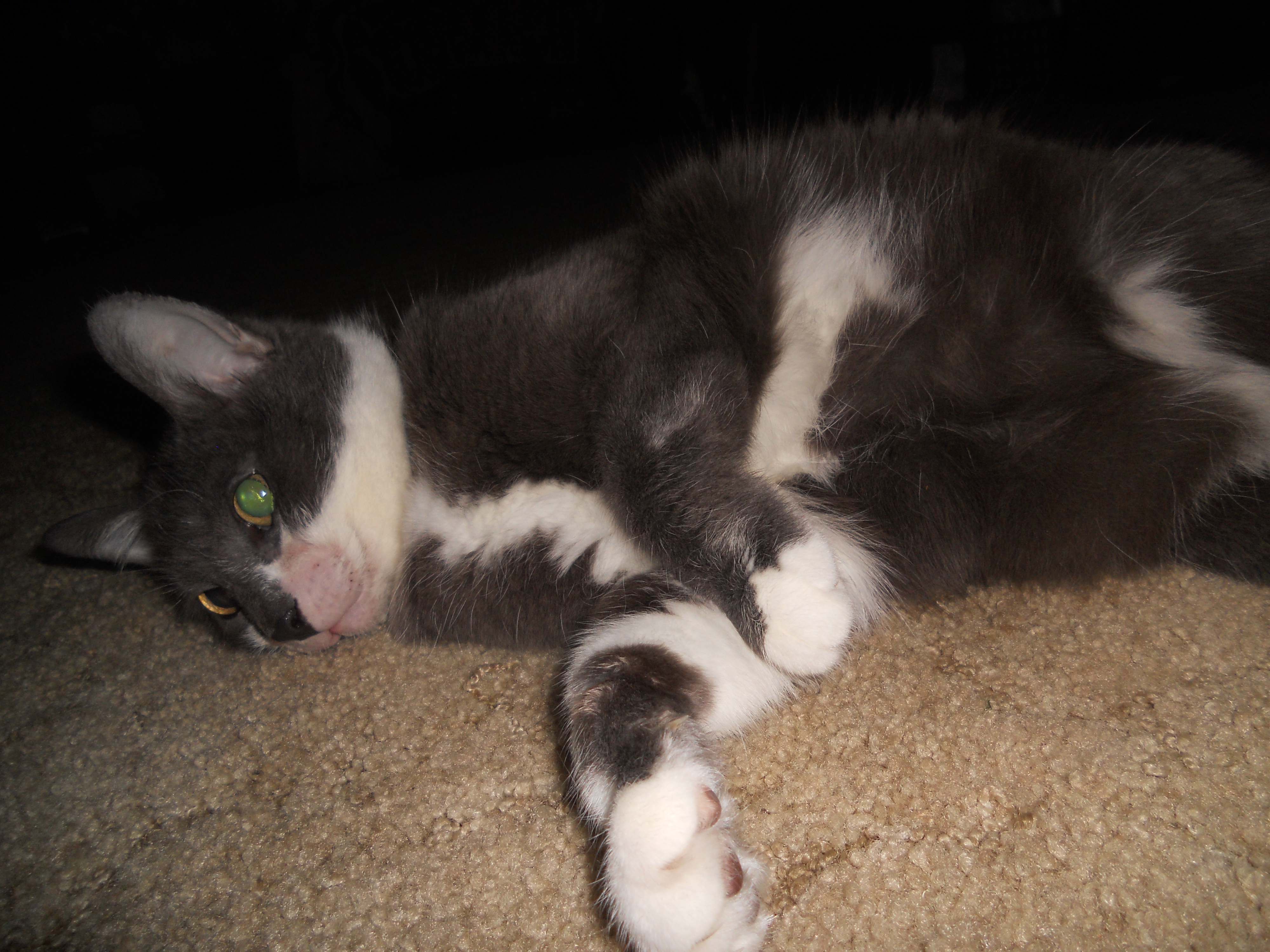 DAISY MAE SHOWING OFF HER GREY AND WHITE BELLY. DAISY MAE AT 11 1/2 YEARS OLD.