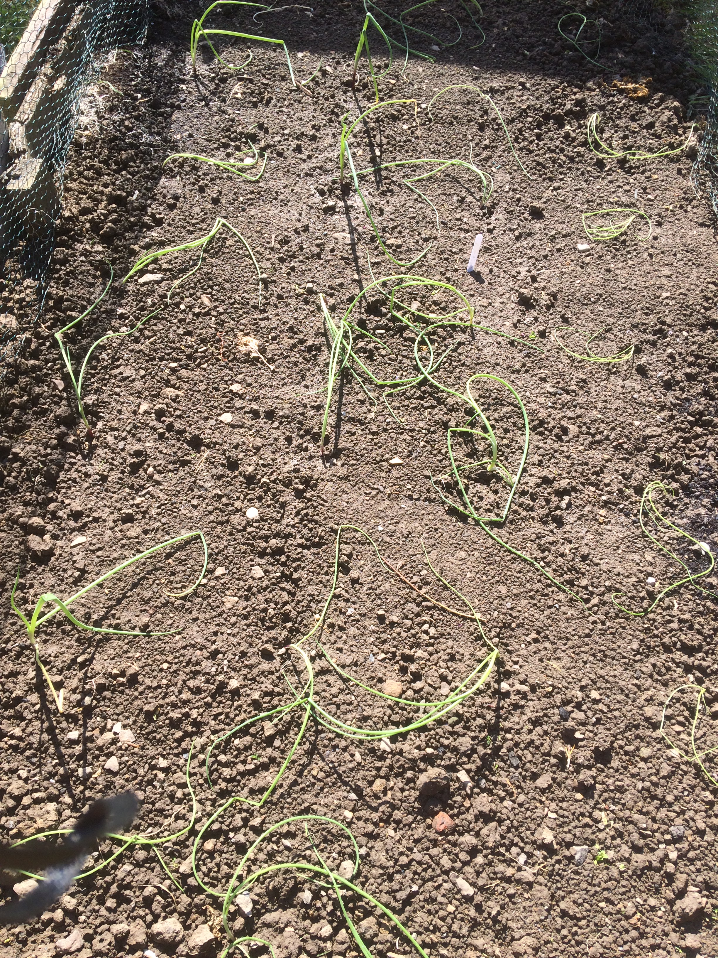 Onions from seed.
