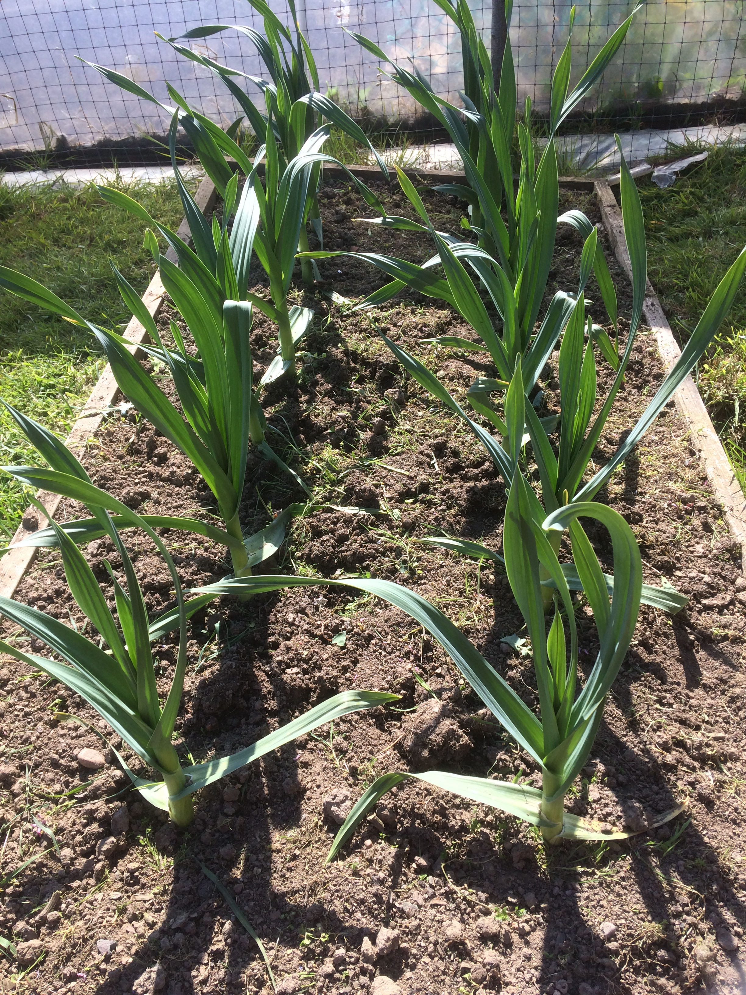 Elephant Garlic.