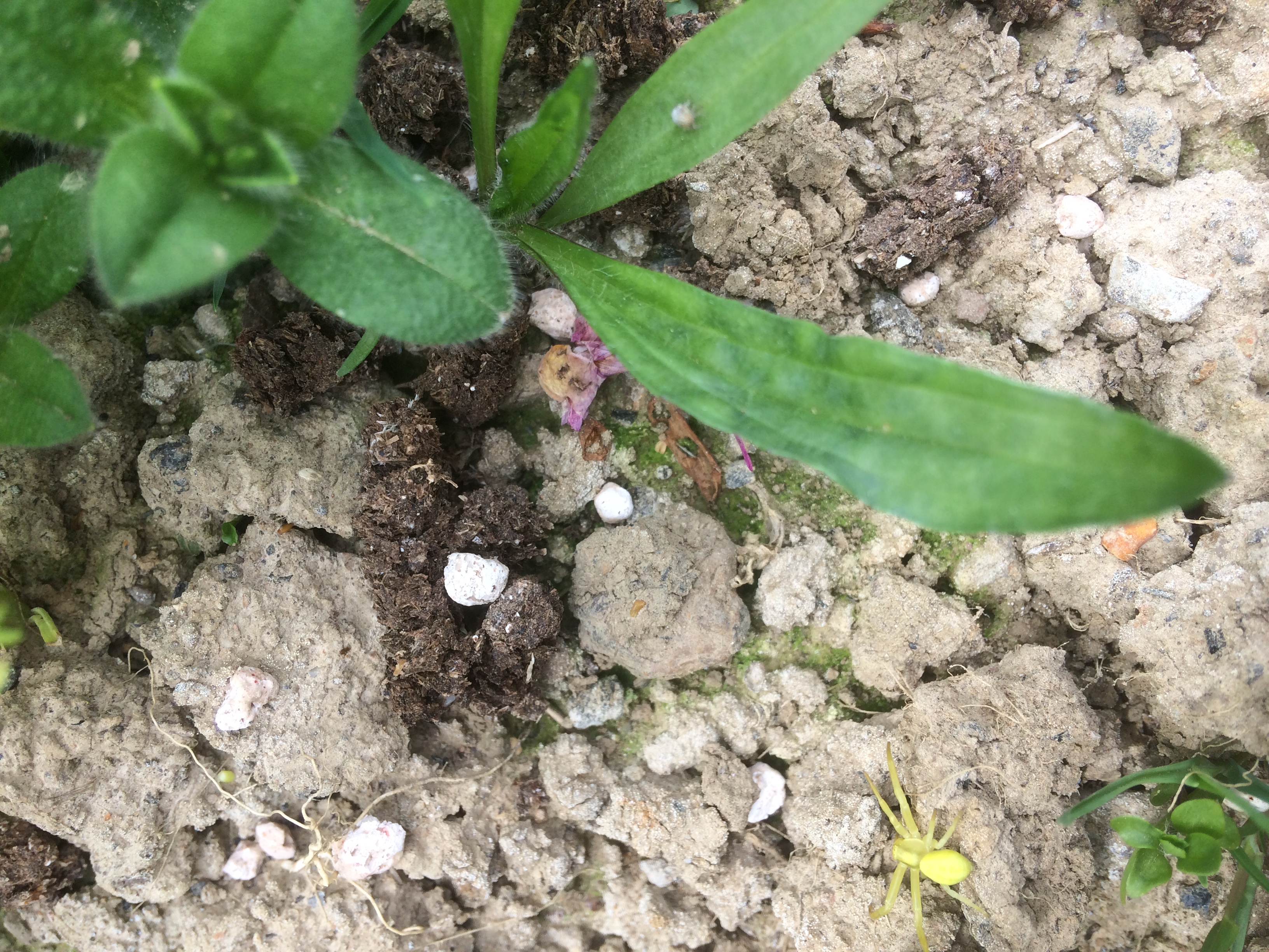 Yellow spider.