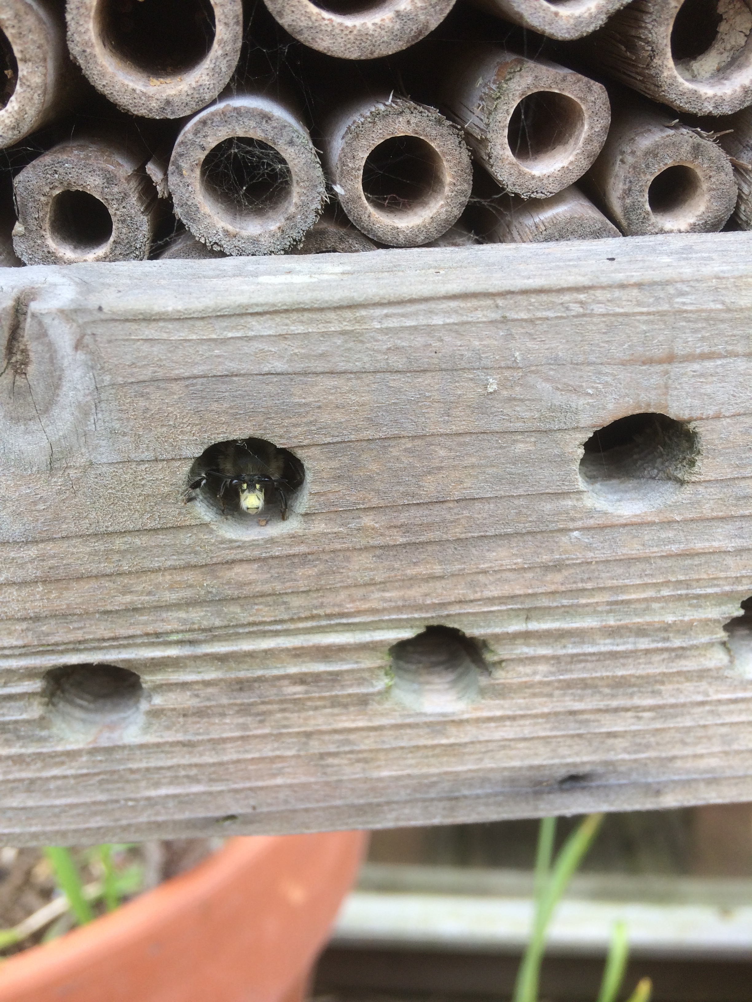 Beady eyes.