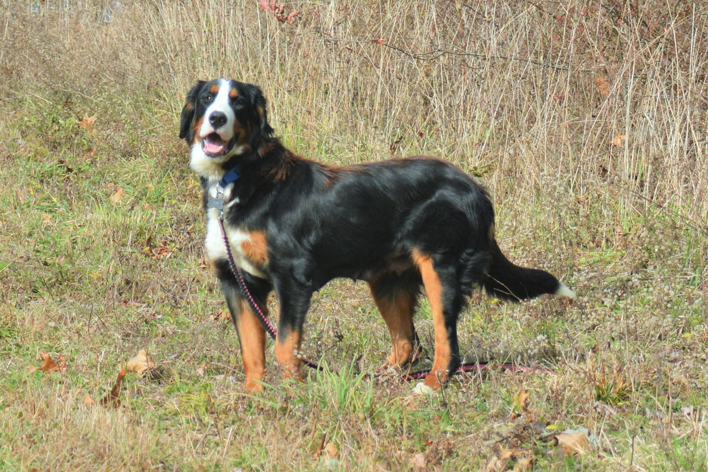 Lexi AKC Bernese Mountain Dog