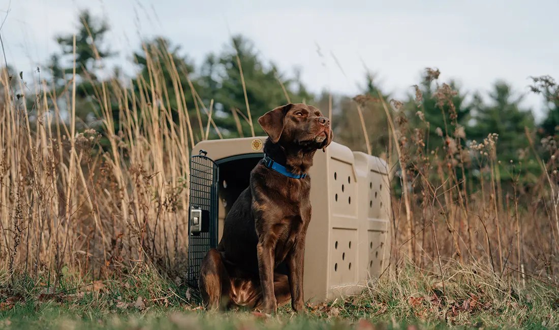 A labrador retriever sits in front of a large frame G3 kennel.