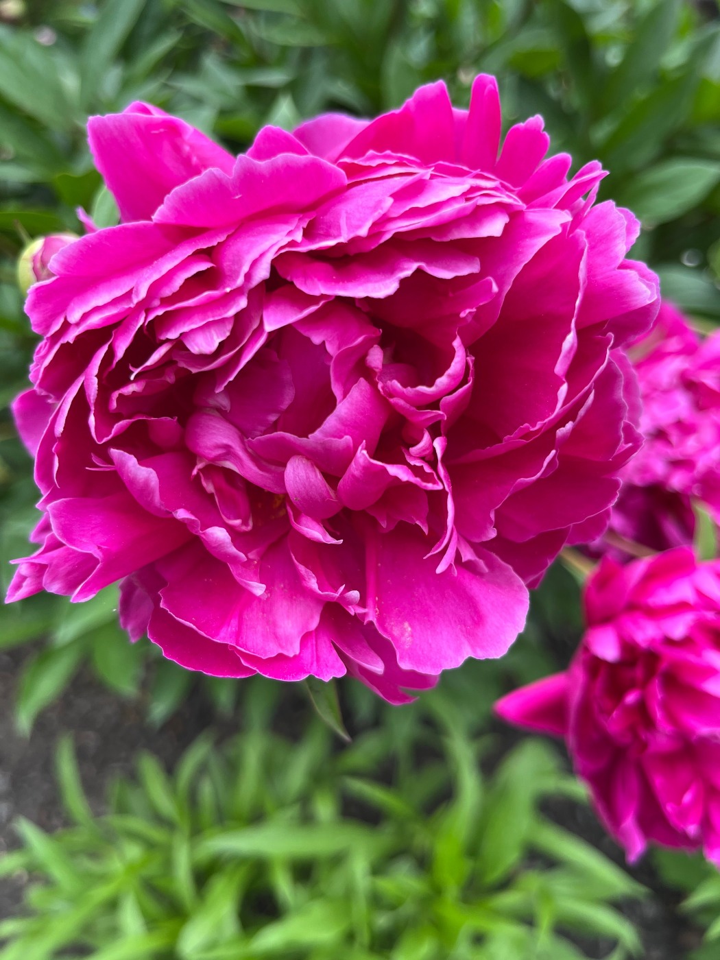 Post Peony Plans