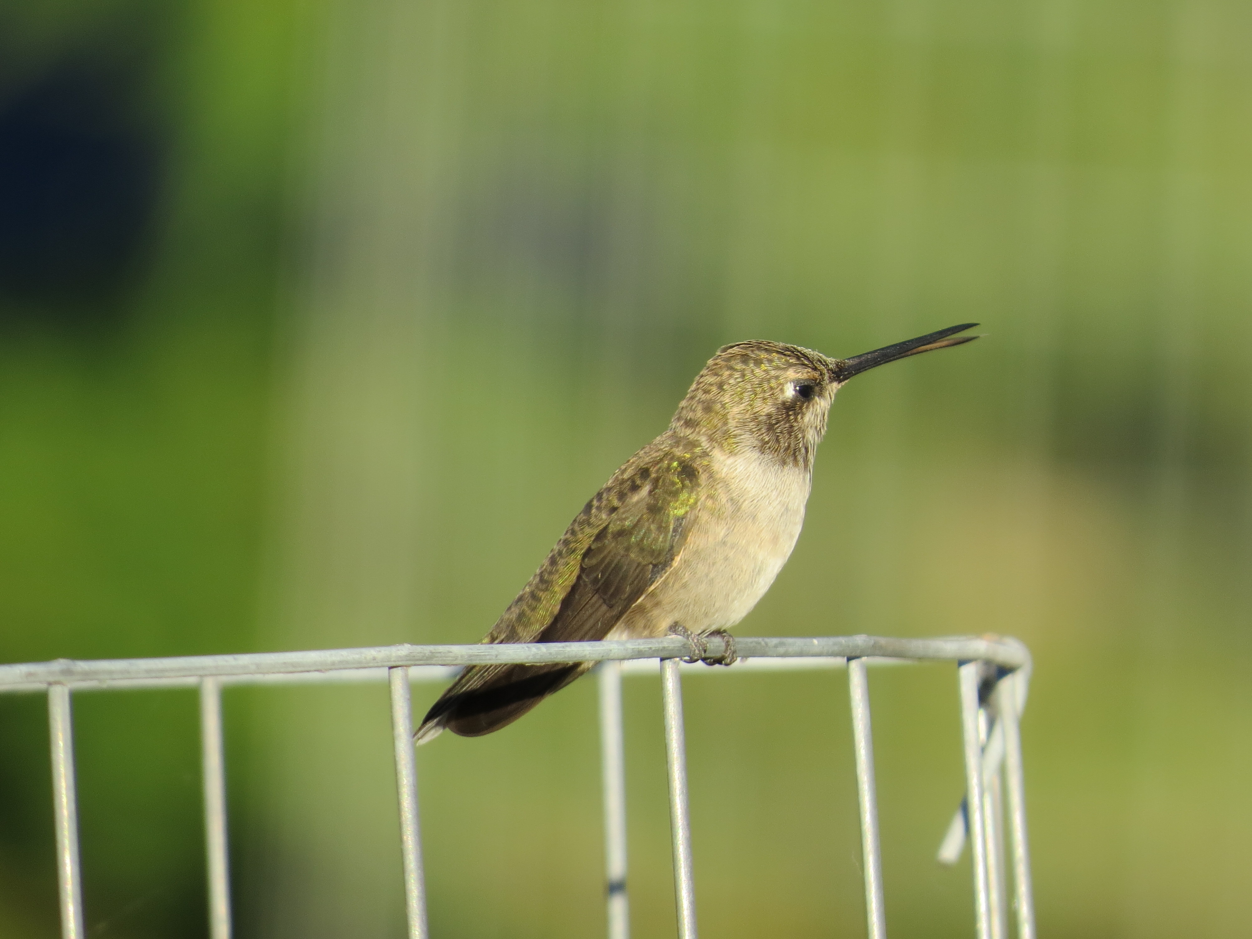 hummingbard ハミングバード ko-boy 155cm img_9312.jpeg?ssl=1