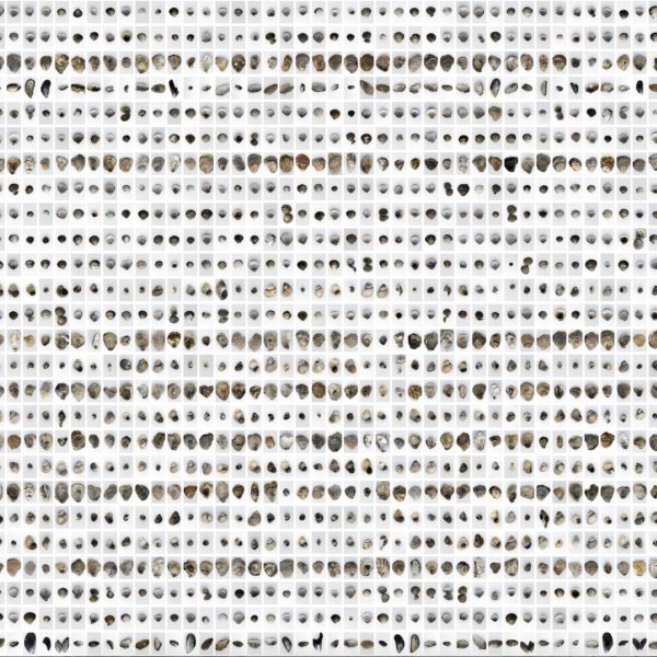 Anna Ridler, artist and AI researcher - DAM Museum - DAM MUSEUM