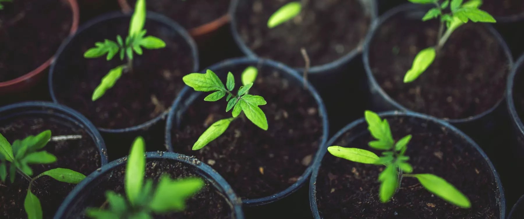 How do you install vertical gardens? Undergraduate Minor in Sustainable Business Practices - D