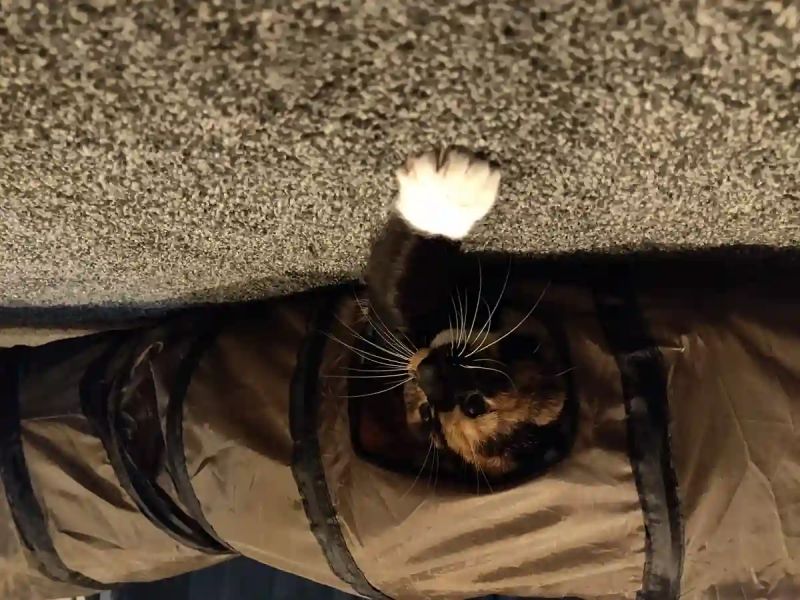 Soupycats Webp - High Quality HD Sunset Textures | Free Download