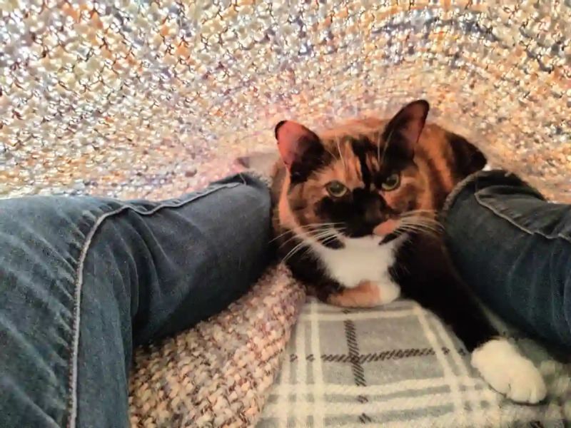 Soupycats Webp - Best Abstract Arts in Mobile