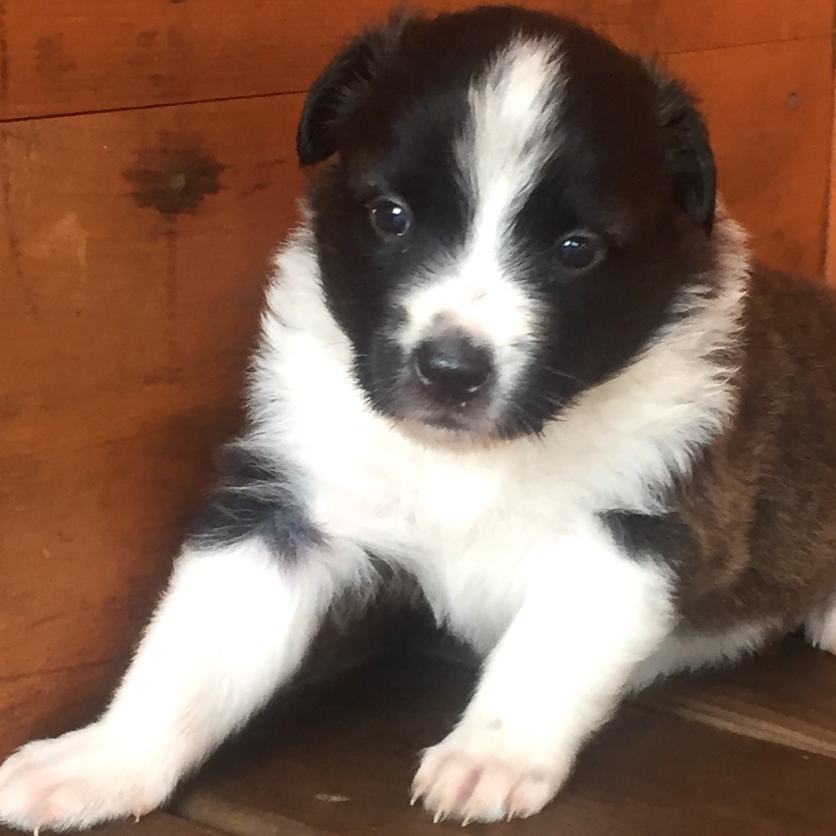 Shaded sable female