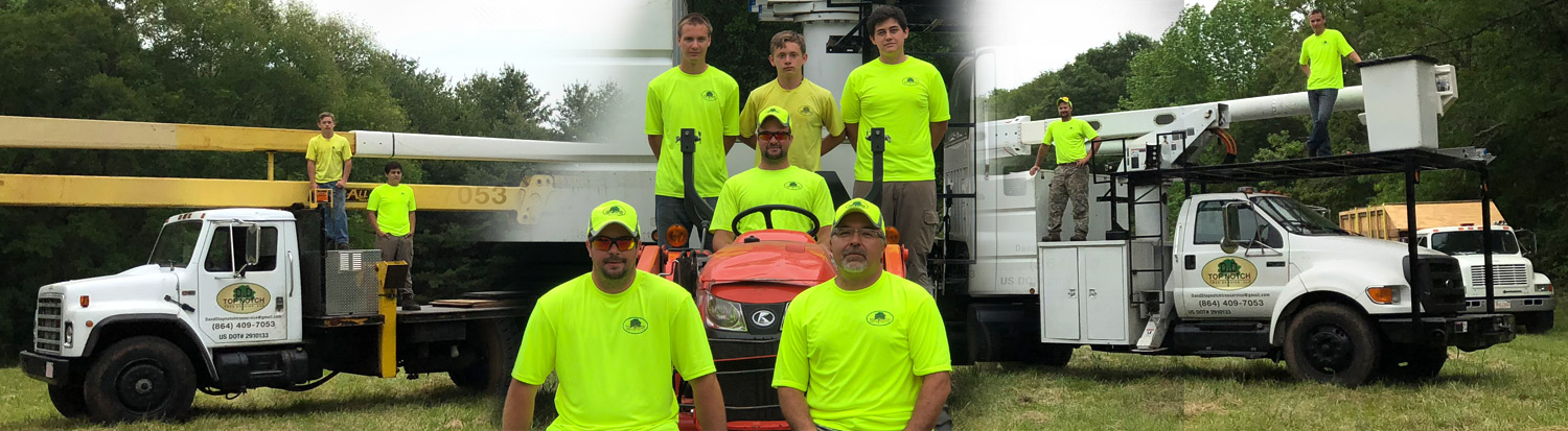 Cleary On Twitter Did You Know That Here At Cleary Bros We Offer Top Notch Tree Services From Basic One Time Services To Multi Year Http Fb Me Qkgpxbwf