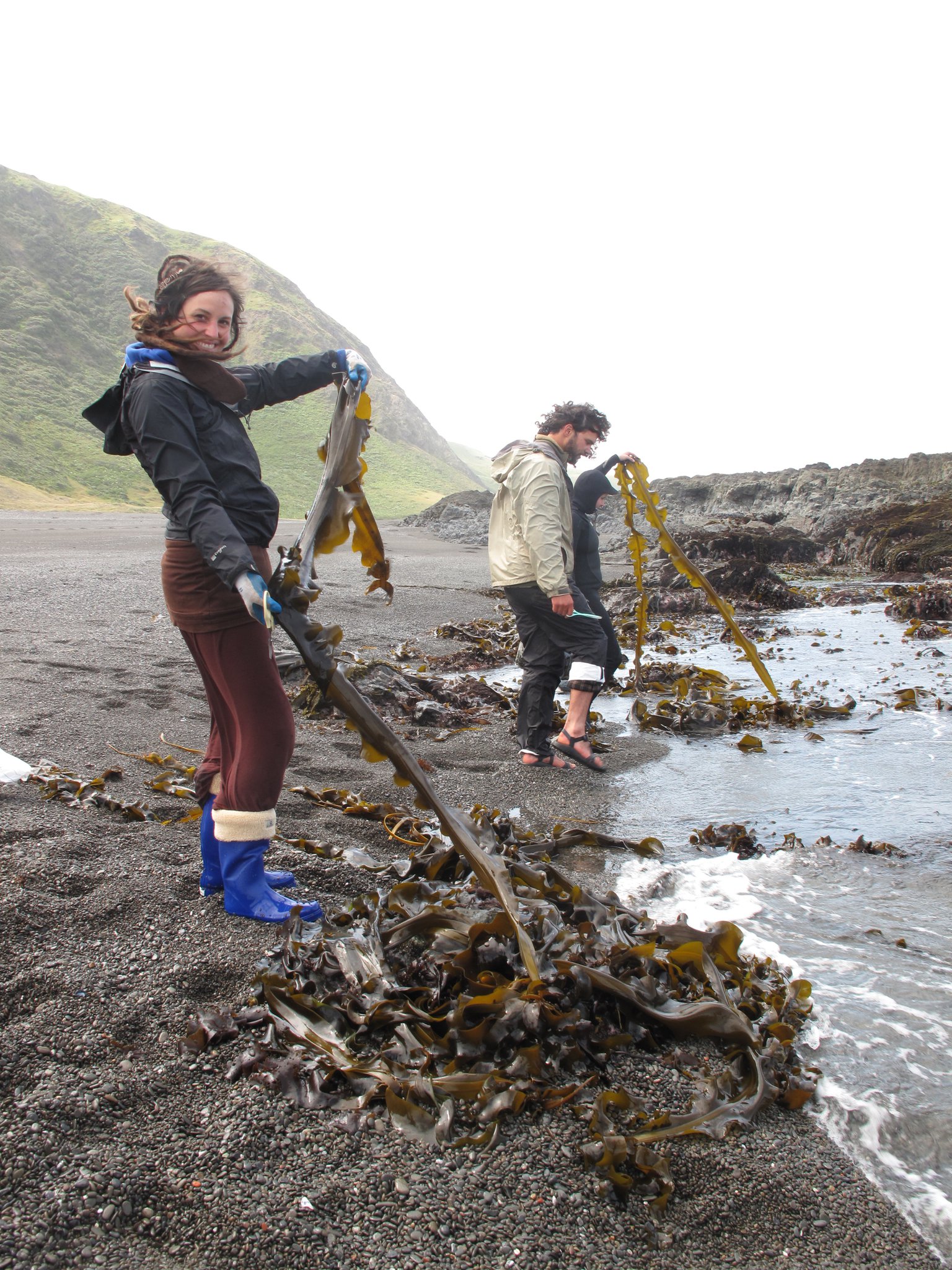 Sea Vegetables of the Pacific Coast - Dandelion Herbal Center