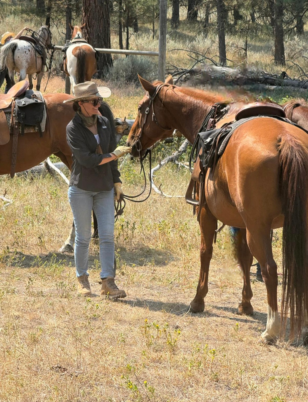 I cavalli hanno accompagnato l’uomo attraverso miti, storia e cultura. Nel mondo antico compaiono figure simboliche come Pegaso, Sleipnir, i cavalli del Sole e il Cavallo di Troia. Nella storia reale emergono destrieri celebri come Bucéfalo di Alessandro Magno, Marengo di Napoleone e l’eccentrico Incitatus di Caligola. Nella cultura pop diventano icone Spirit, Furia e Tornado, mentre nello sport brillano campioni come Secretariat e Seabiscuit. Oggi i cavalli sono anche preziosi nel campo terapeutico, grazie alla loro sensibilità, e hanno avuto un ruolo fondamentale nello sviluppo delle civiltà. Da sempre simbolo di forza e libertà, restano compagni unici nella storia dell’umanità.