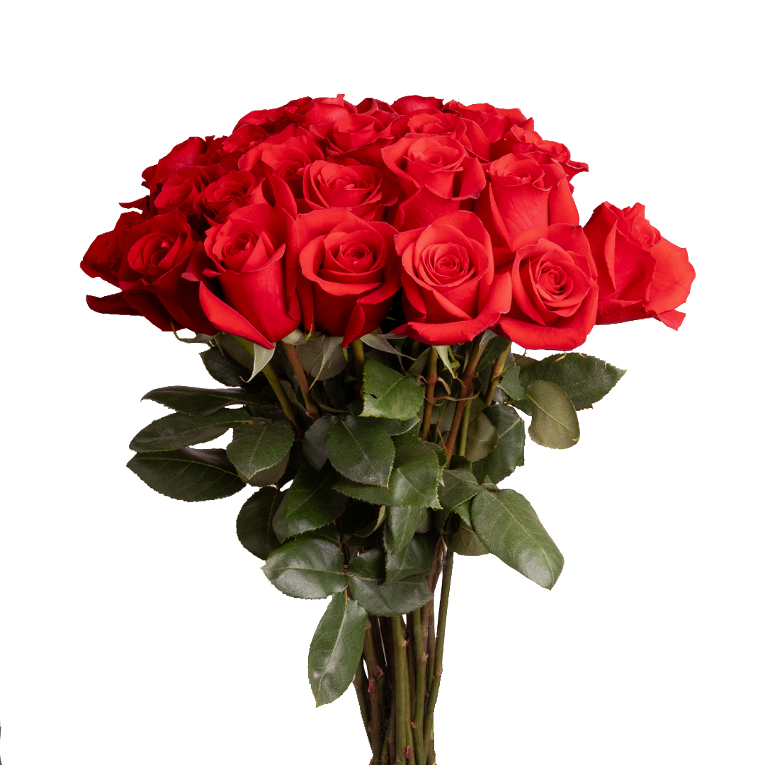 FREEDOM1_ALISROSES