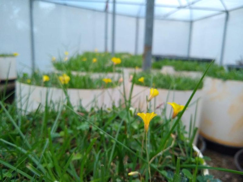 About Me Daniela Hoss Phd She Her - Premium Vintage Pattern Gallery - Mobile