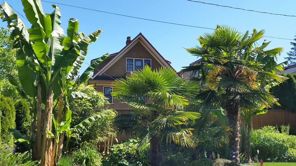 Palms, palms everywhere