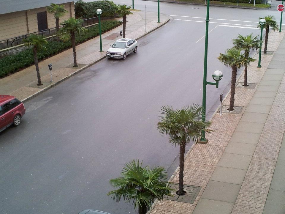 Very interesting selection of trees on a public street in Burnaby, not Los Angeles!