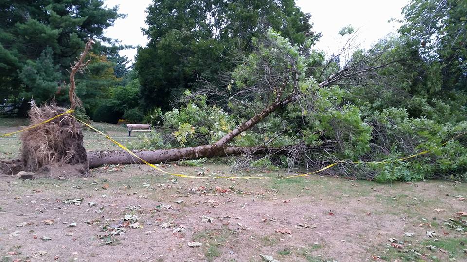 A windstorm in 2015 did a lot of damage to trees in Queen's Park. Sad to see some beauties come down.