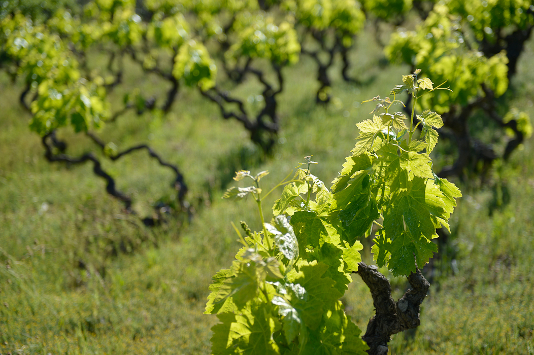 Le domaine les Éminades AOC Saint-Chinian
