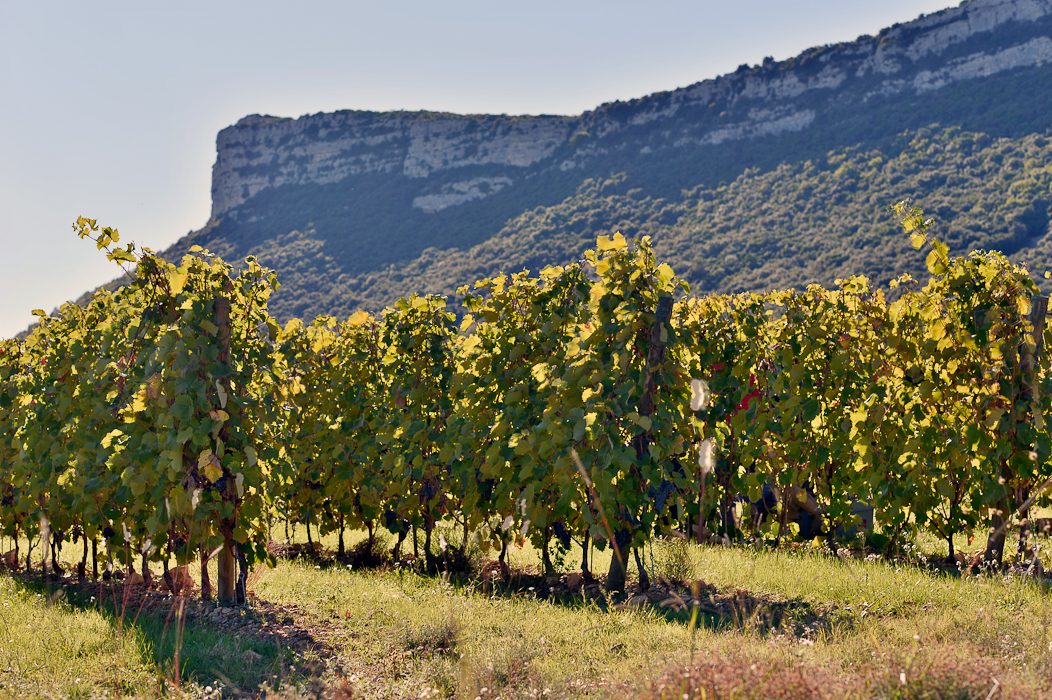 Vendanges sur le domaine le Mas Gourdou Pic-Saint-Loup