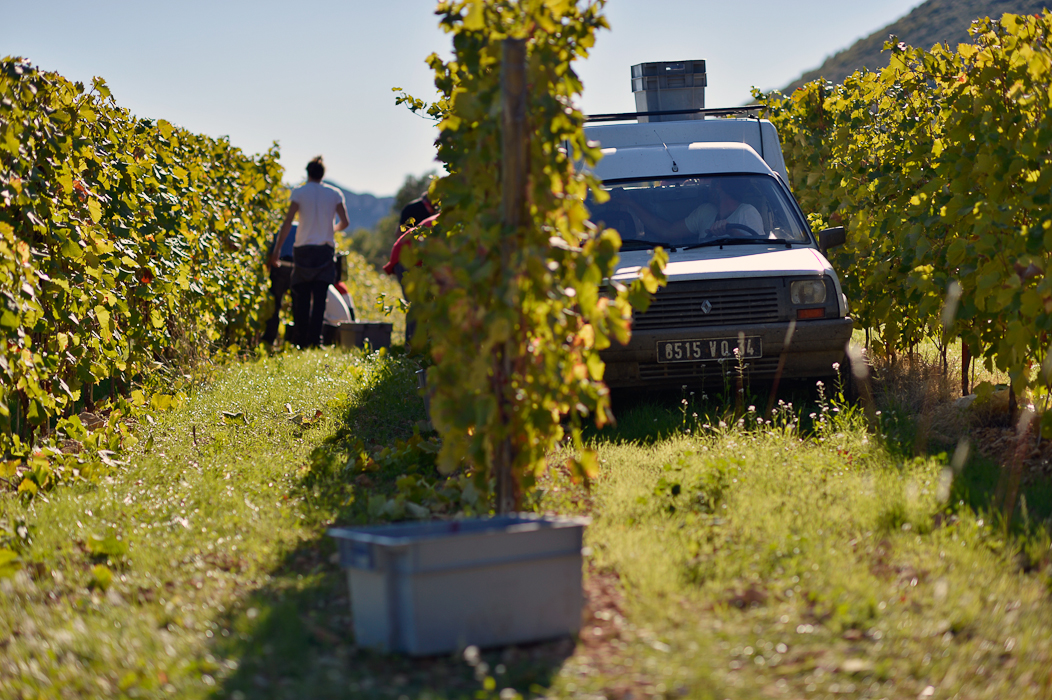 Vendanges sur le domaine le Mas Gourdou Pic-Saint-Loup