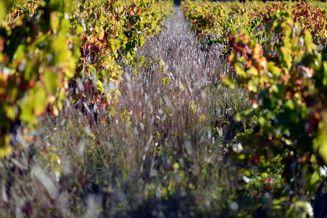 Le Vin et Monde Viticole Mas Gourdou Pic-Saint-Loup