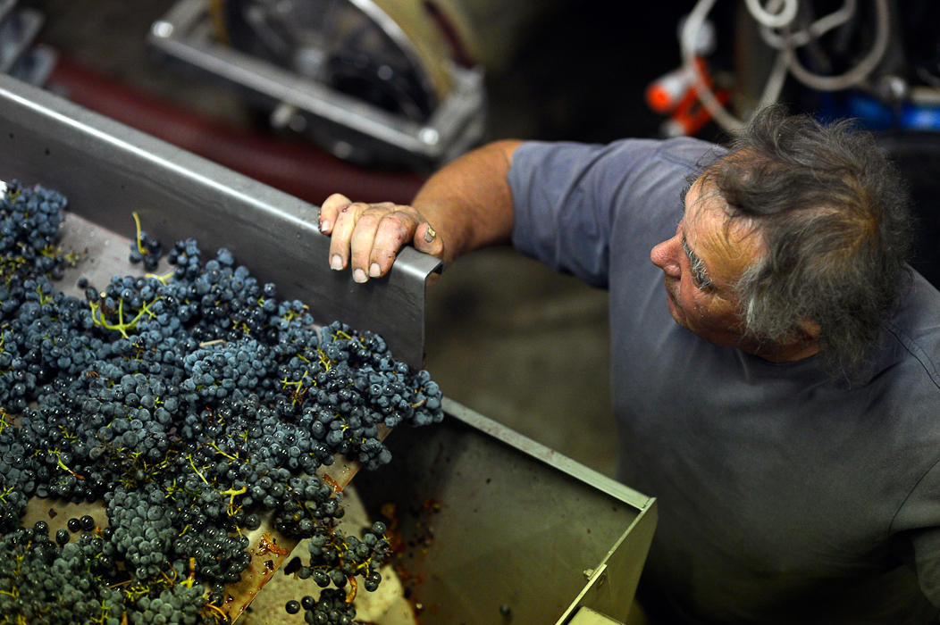 Vendanges sur le domaine le Mas Gourdou Pic-Saint-Loup