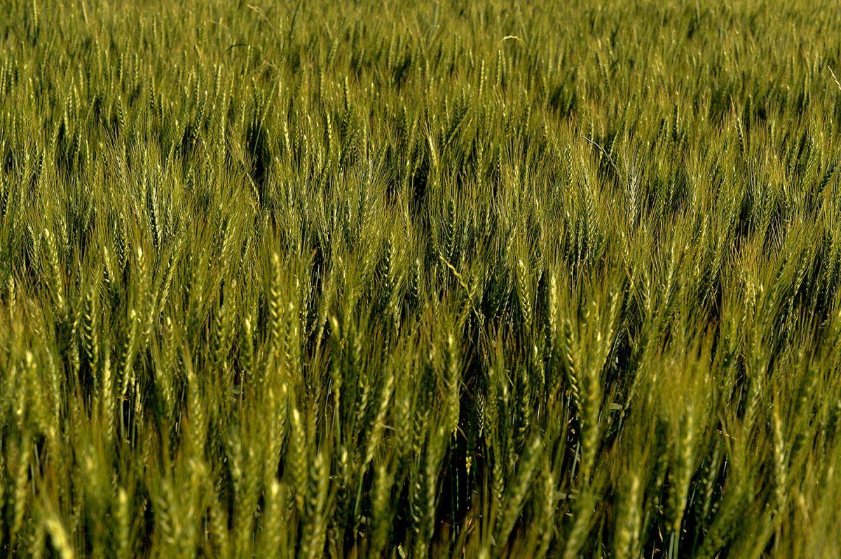 Printemps Béziers