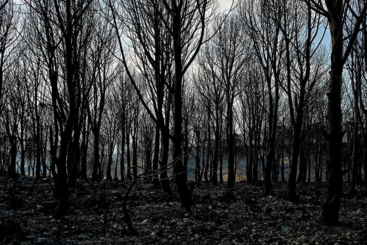 Paysage noirci par le feu dans le massif des Corbières