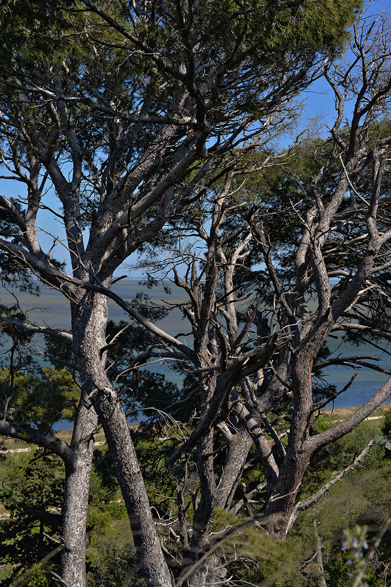 Île Sainte Lucie - Port La Nouvelle
