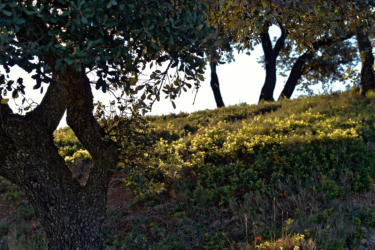 Oliviers Lézignan-Corbières