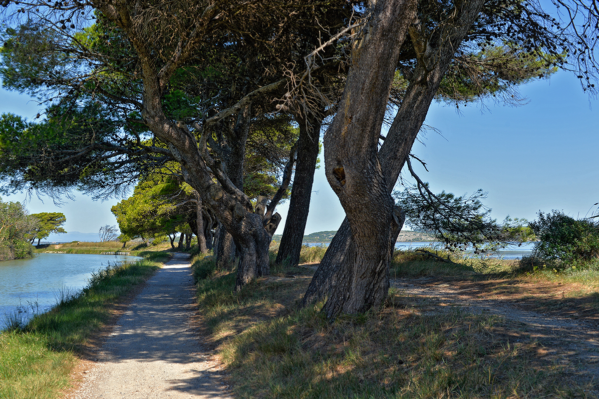 Chemin bordé d'arbres le long du Canal de la Robine avec vue sur l'Île Sainte-Lucie.