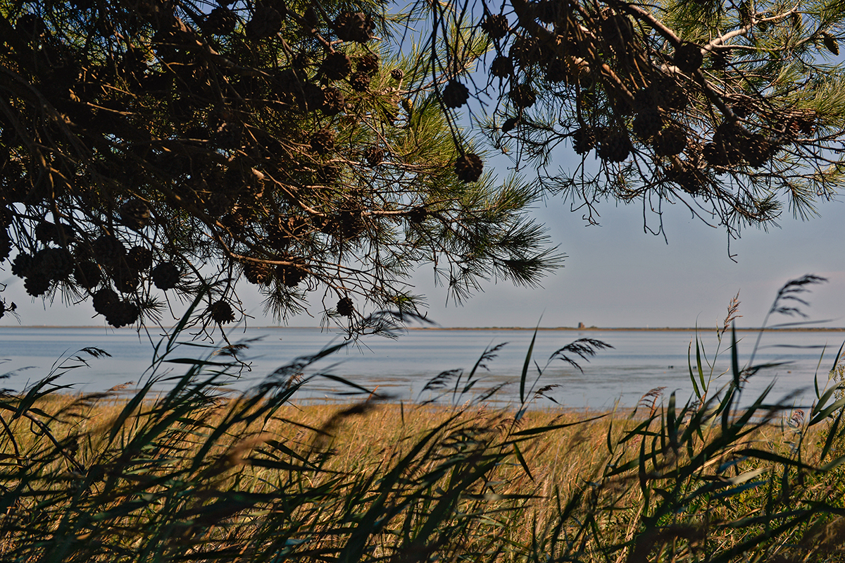 Vue de l'Île Sainte-Lucie à travers des branches de pin et des herbes hautes, avec une étendue d'eau calme.