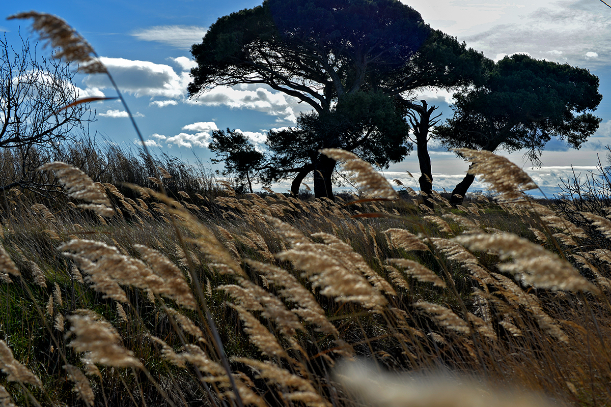 Paysage naturel avec des herbes hautes et des pins à l'embouchure de l'Aude, près des Cabanes de Fleury.