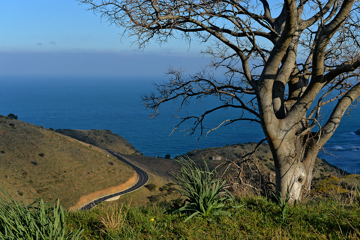 Route des cochons Bannyuls