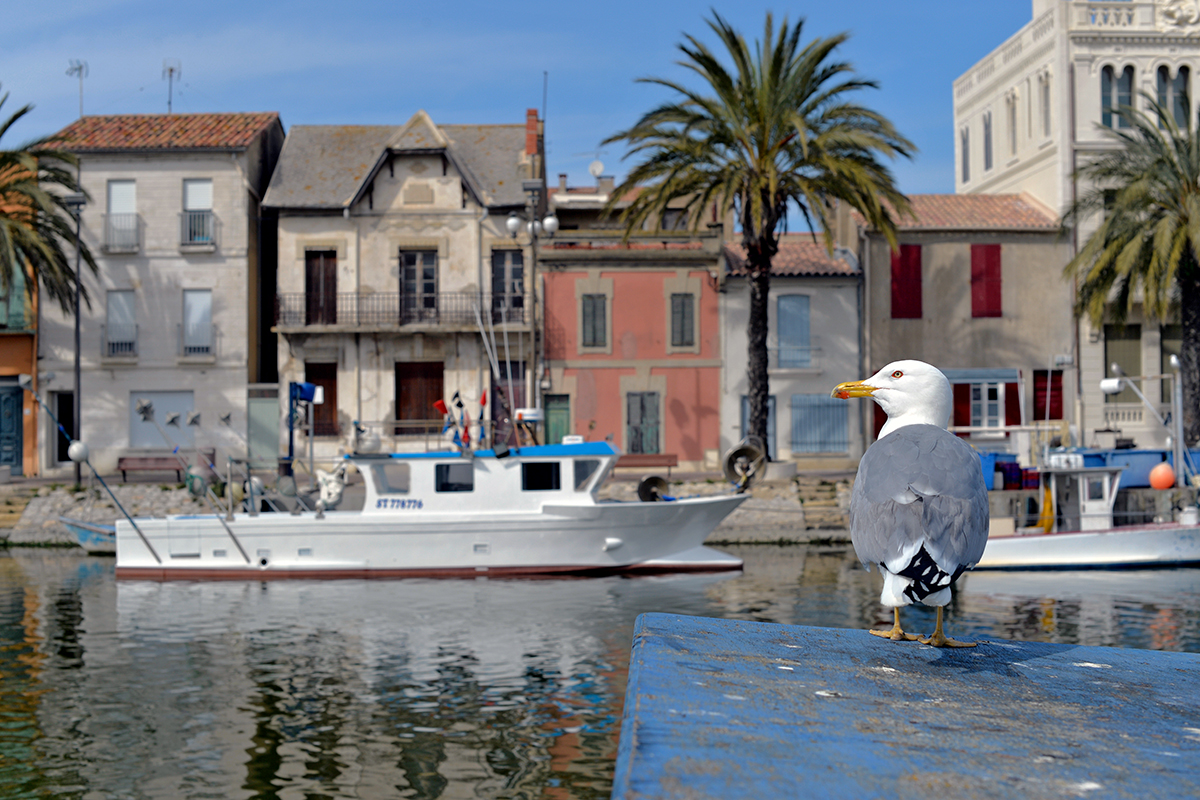 Mouette sur un bateau au Grau-du-Roi avec des bâtiments colorés en arrière-plan.