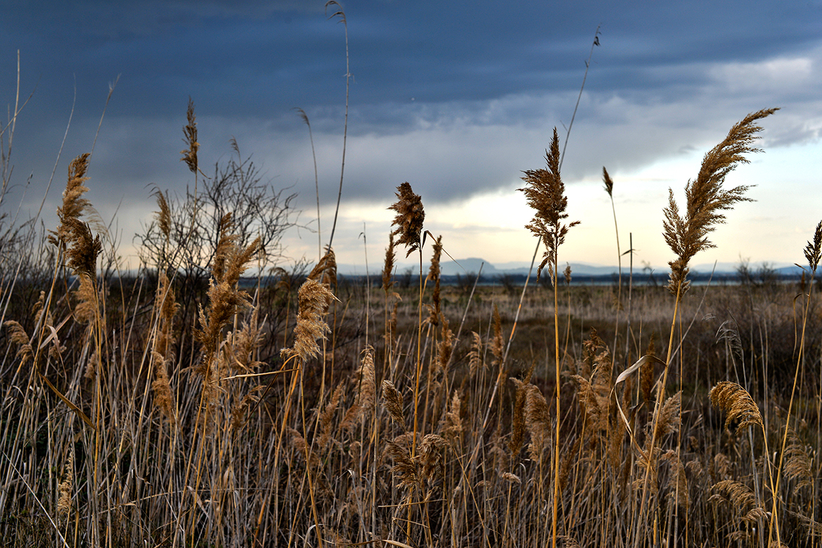 Roseaux au bord de l'eau au Grand Travers sous un ciel nuageux.