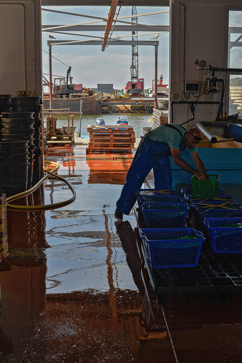 Mèze Étang de Thau Hérault