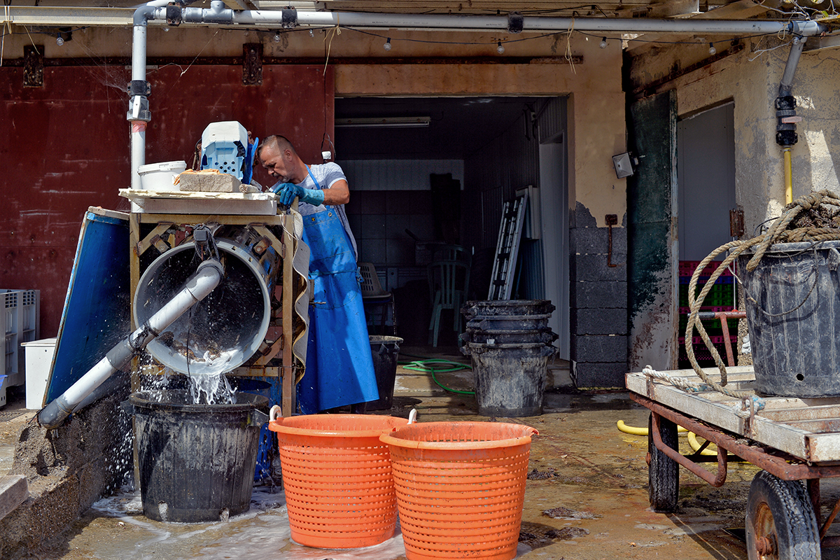 Mèze Étang de Thau Hérault