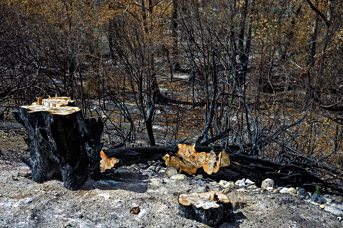 Paysage noirci par le feu dans le massif des Corbières