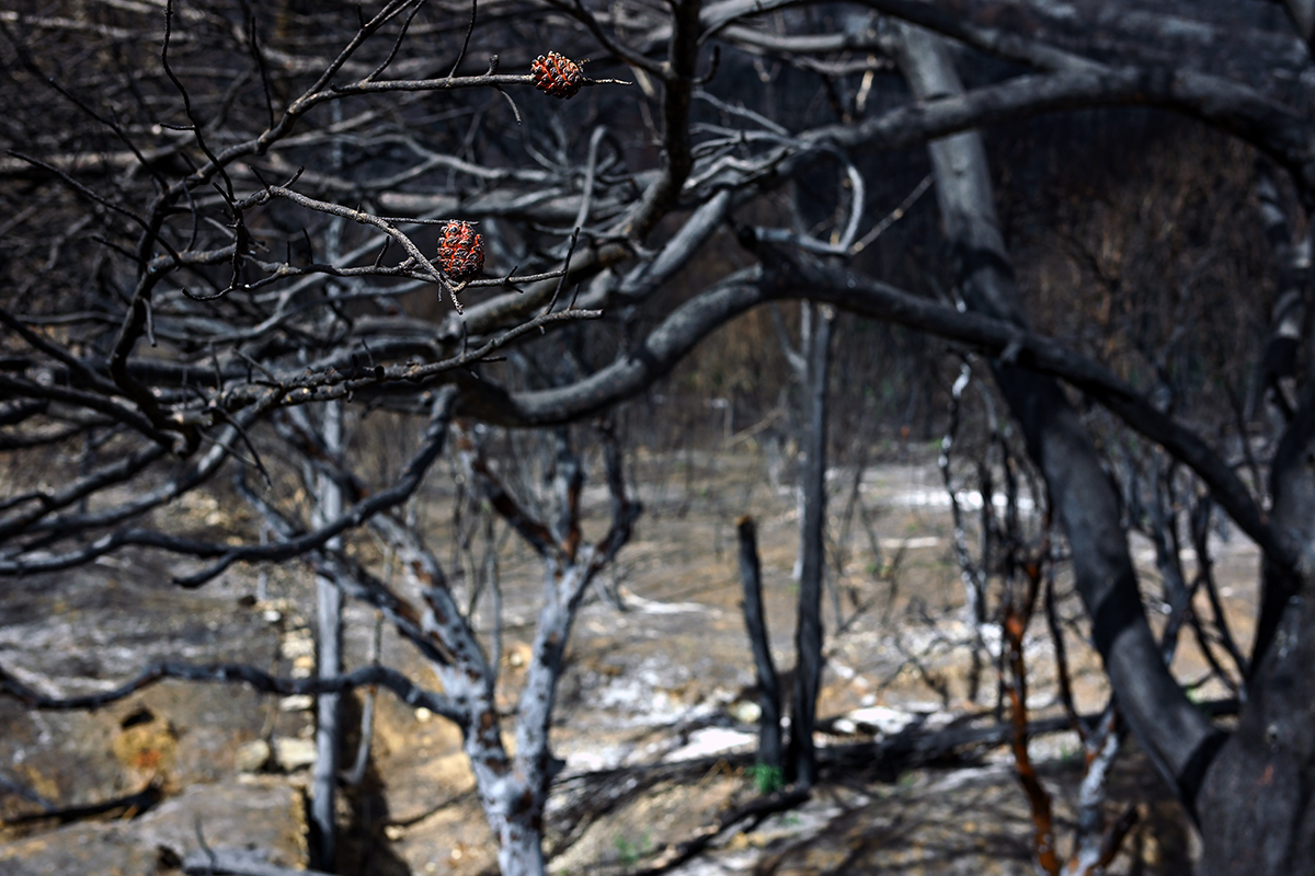 Paysage noirci par le feu dans le massif des Corbières
