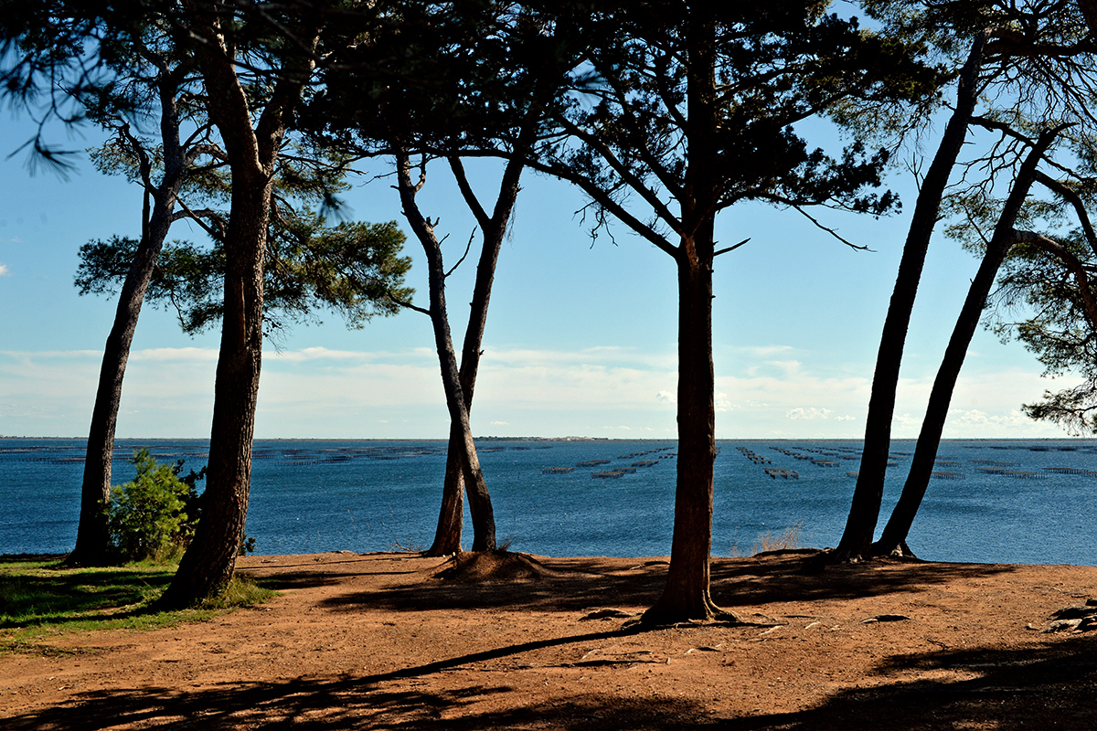 Vue panoramique sur l’étang de Thau depuis Bellevue à Mèze, avec des pins en premier plan et les parcs ostréicoles visibles à l’horizon sous un ciel bleu.